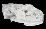 Insectivore Skull (Leptictis) - South Dakota #39094-2